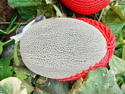 天天在网上吃瓜,揭秘网络热点背后的真相