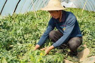 田地吃瓜拍摄,夏日田园生活新风尚