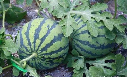 阳光之下吃瓜,夏日消暑美食之旅