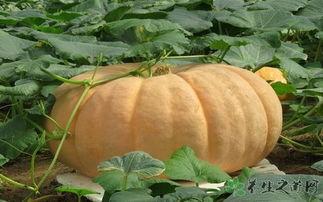 吃瓜容易胀气,轻松应对吃瓜胀气困扰