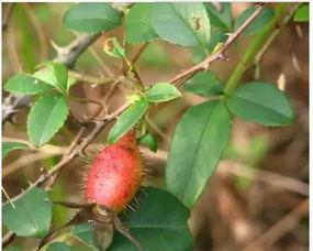 羊子吃晒干瓜叶子,探寻天然饲料的新选择