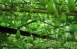 福建吃佛手瓜,佛手瓜的独特风味之旅