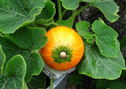 西洋蜜瓜怎么吃,西洋蜜瓜的多彩食法探索